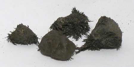 (image for) Lodestone Natural