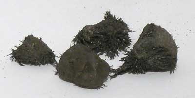 (image for) 1 Lb Lodestones Natural