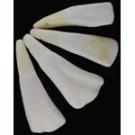 (image for) Buffalo Teeth